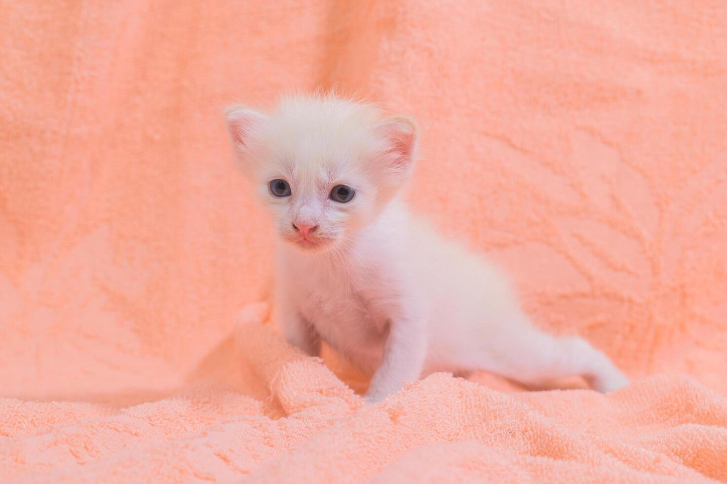 My Emergency Kitten Rescue: What I Learned