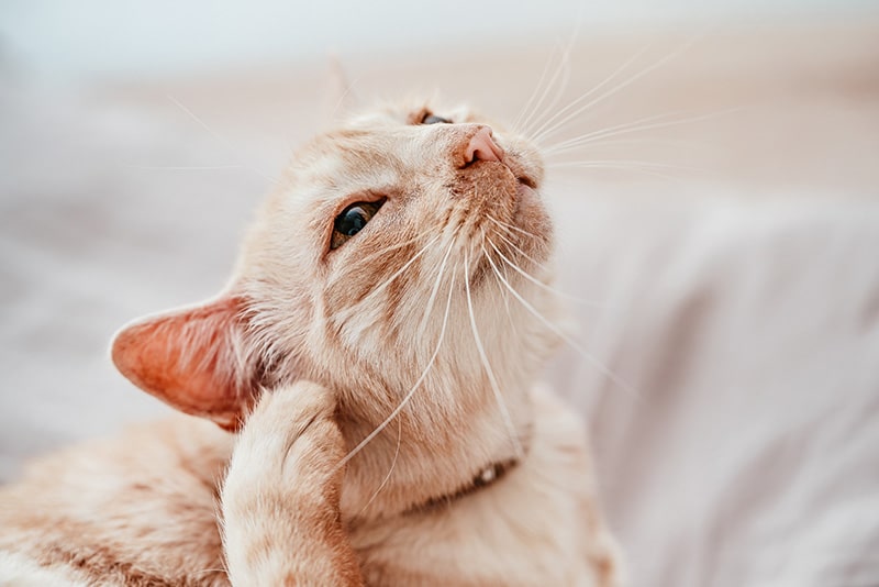 My Cat's Ear Mite Nightmare: What I Learned