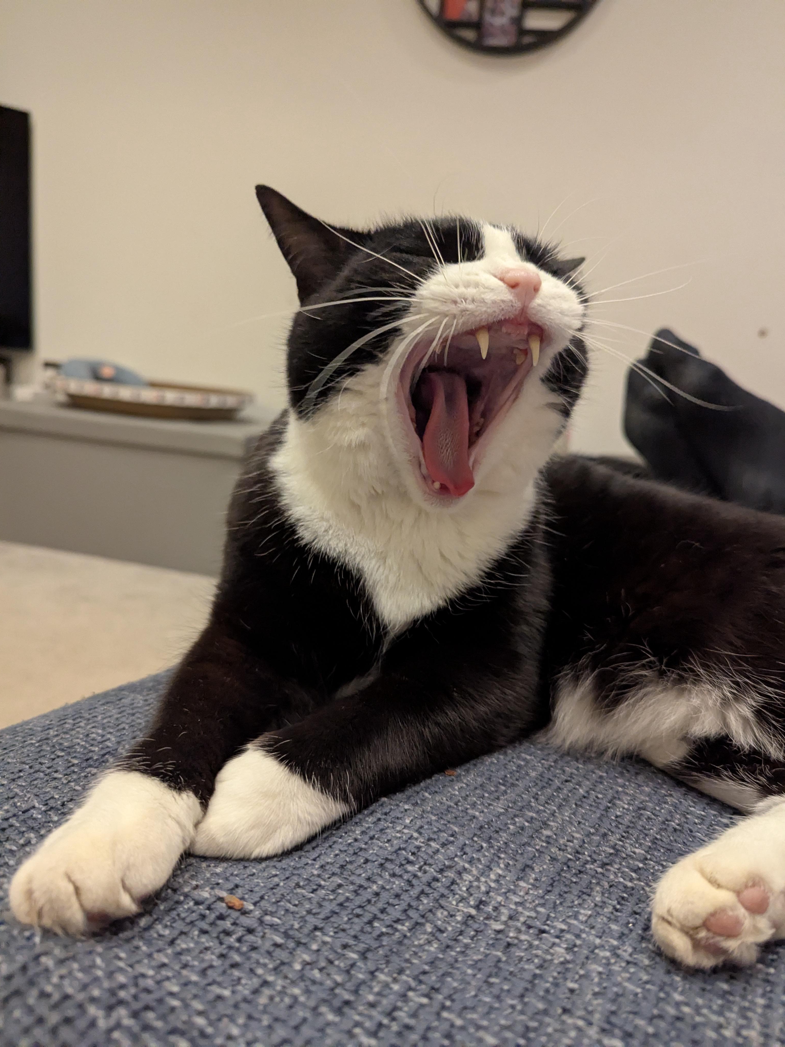 Caught My Cat’s Secret Opera Audition