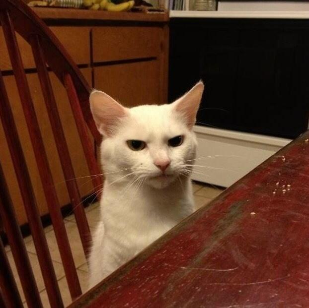My Cat Ghosted Me Before Dinner