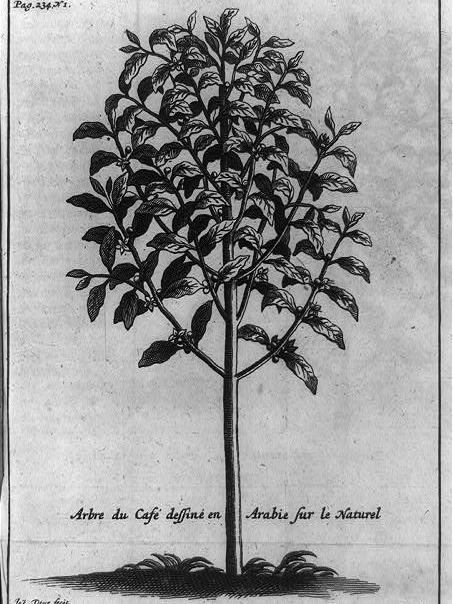 Coffee Roots in Unexpected Soil: The American Brew Beyond the Mainland