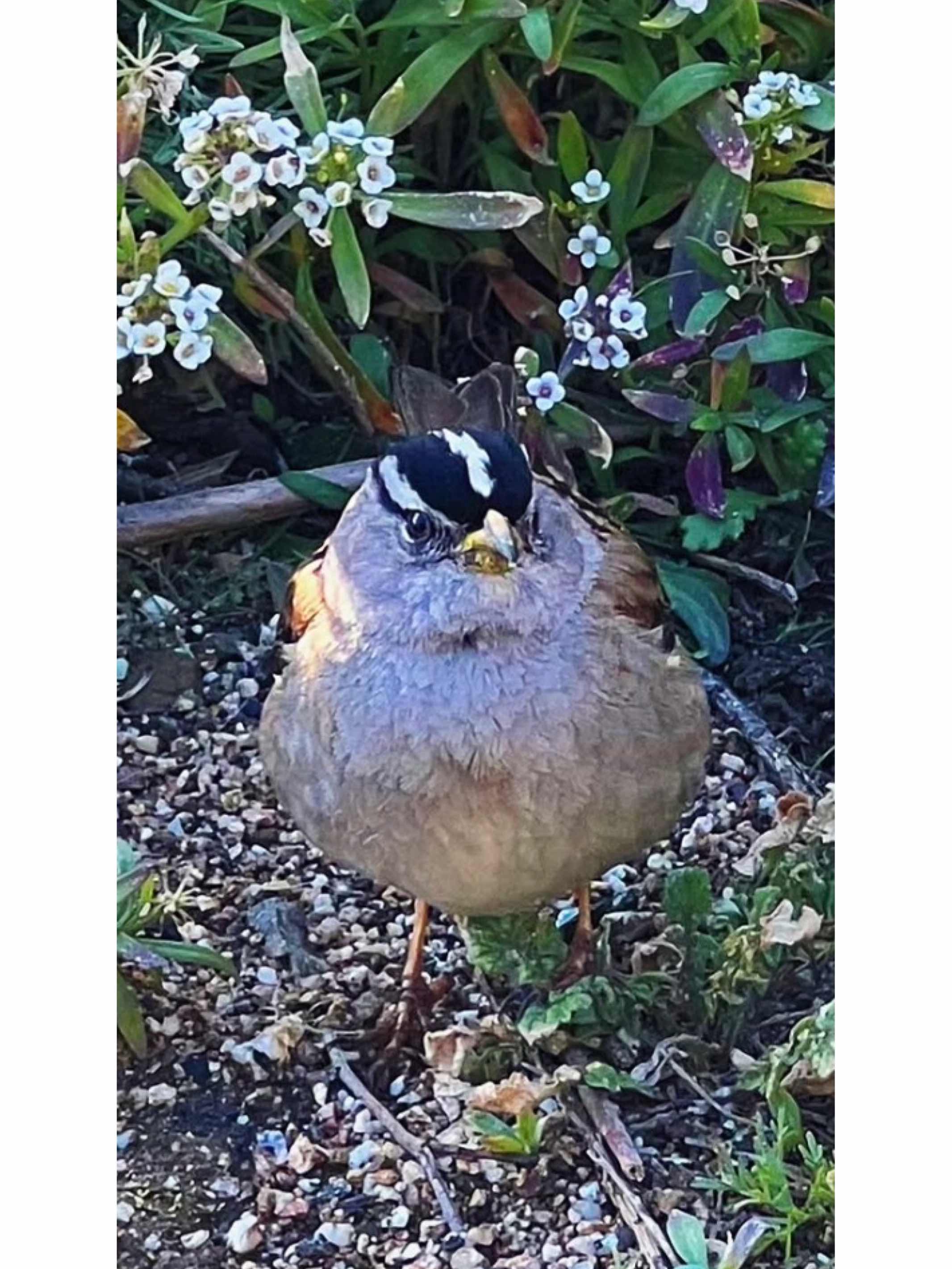 White crowned sparrow