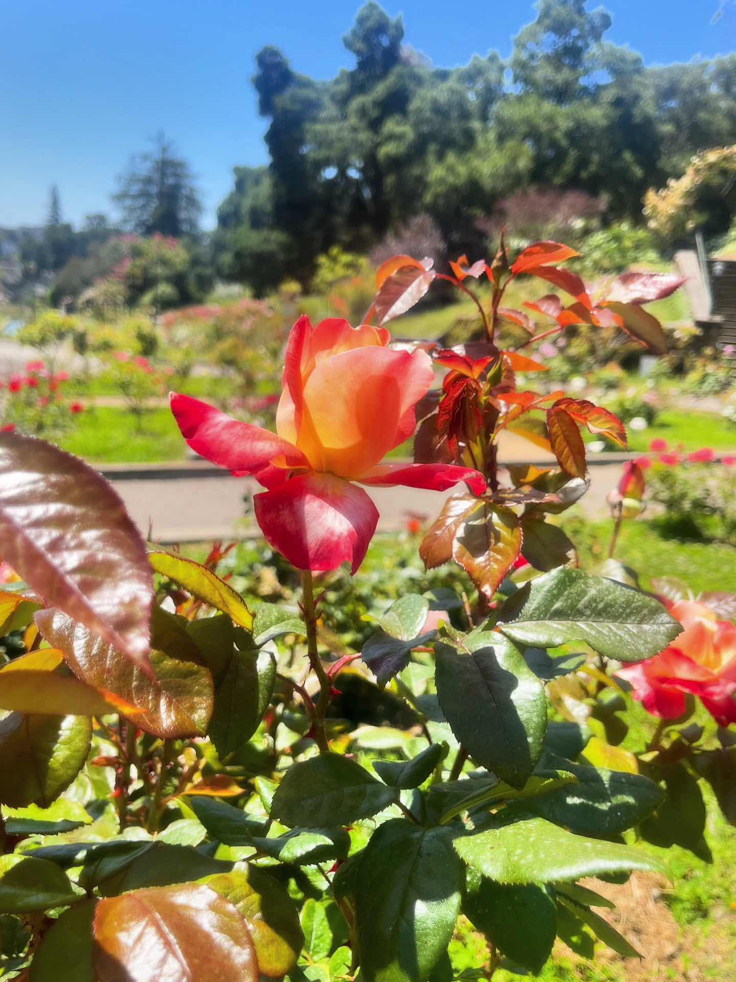 Morcom Rose Garden