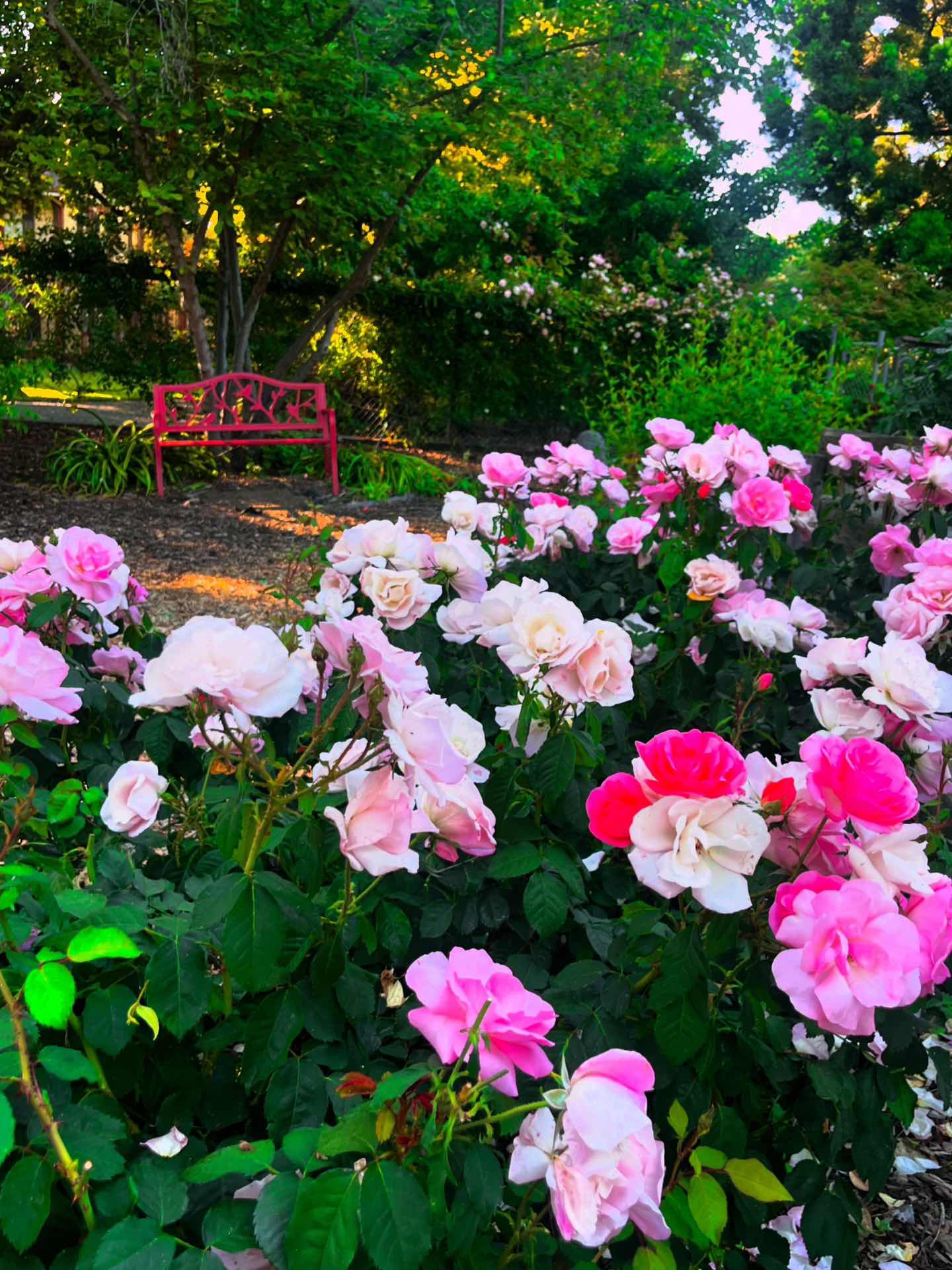 Shinn park