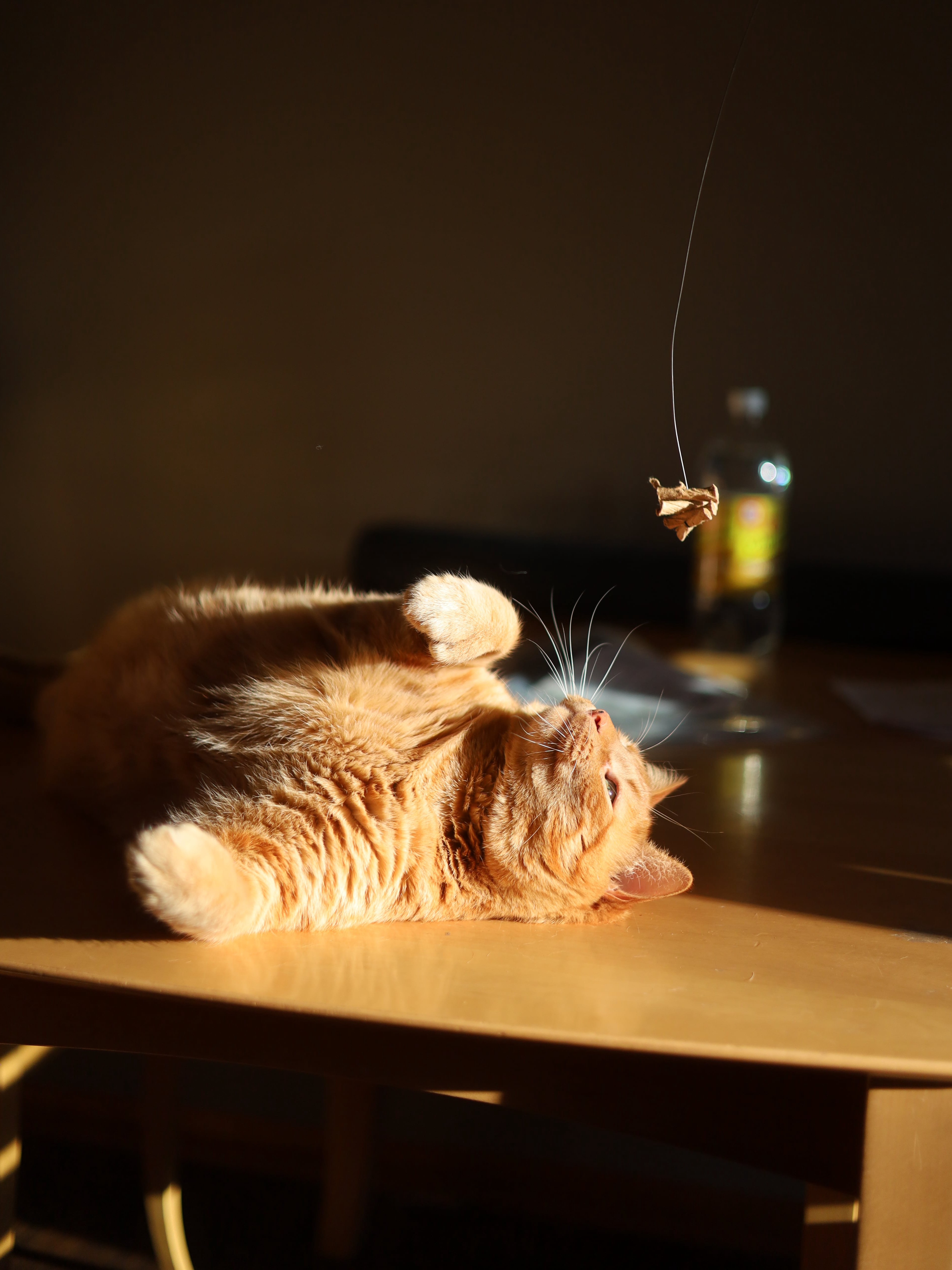 My Cat Thinks Sunbeams Are Portals to Heaven