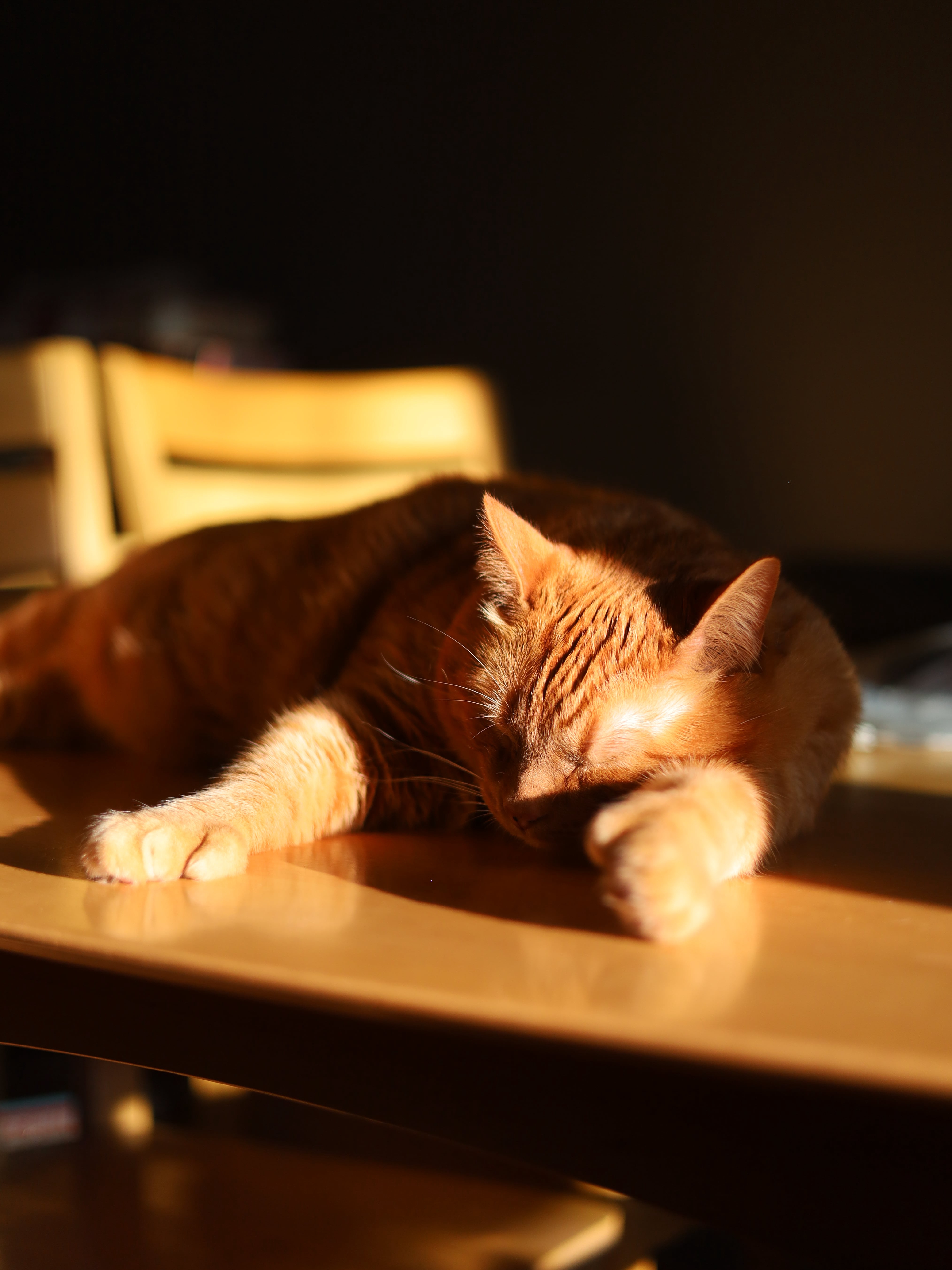 My Cat Thinks Sunbeams Are Portals to Heaven