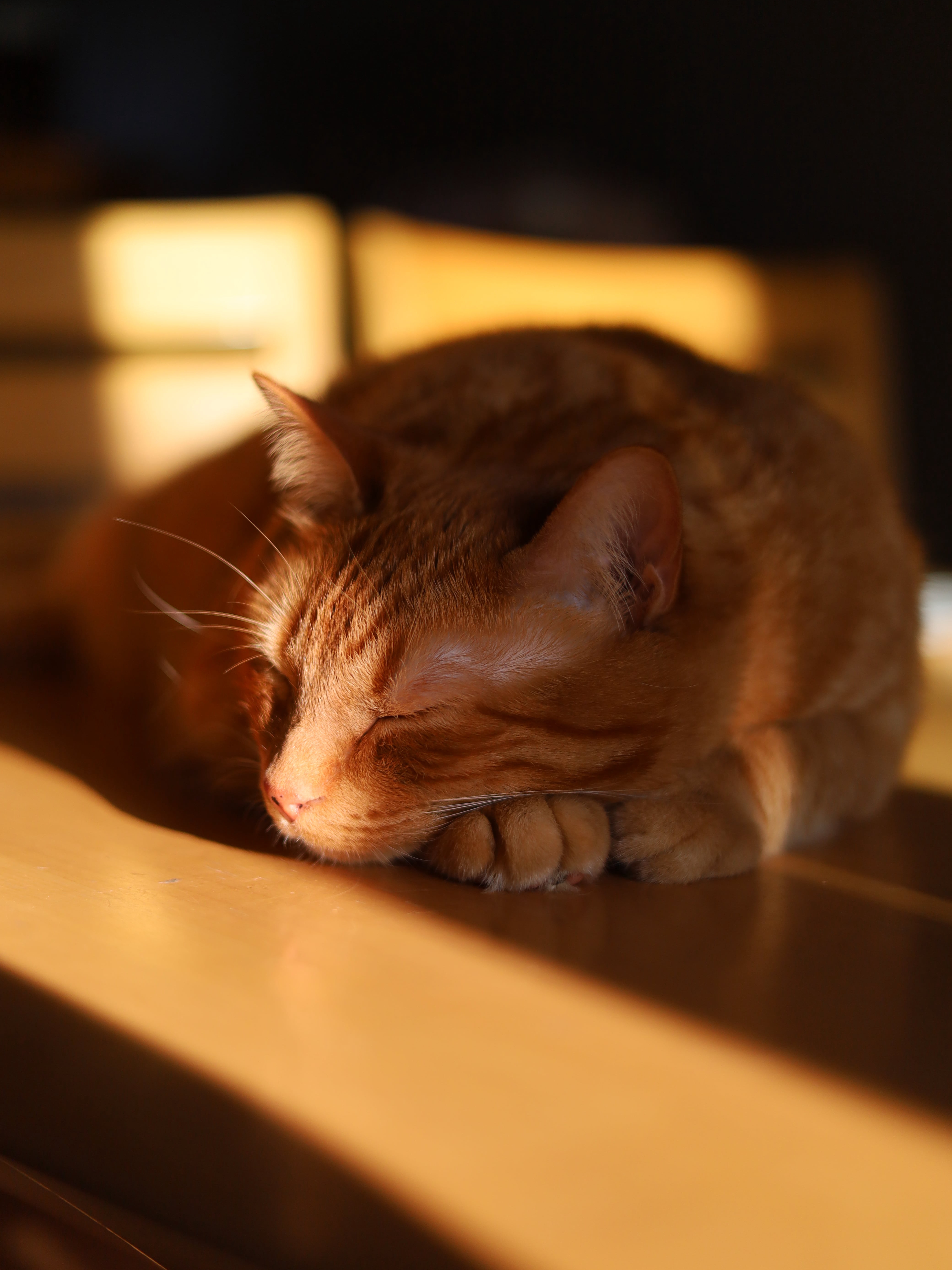 My Cat Thinks Sunbeams Are Portals to Heaven