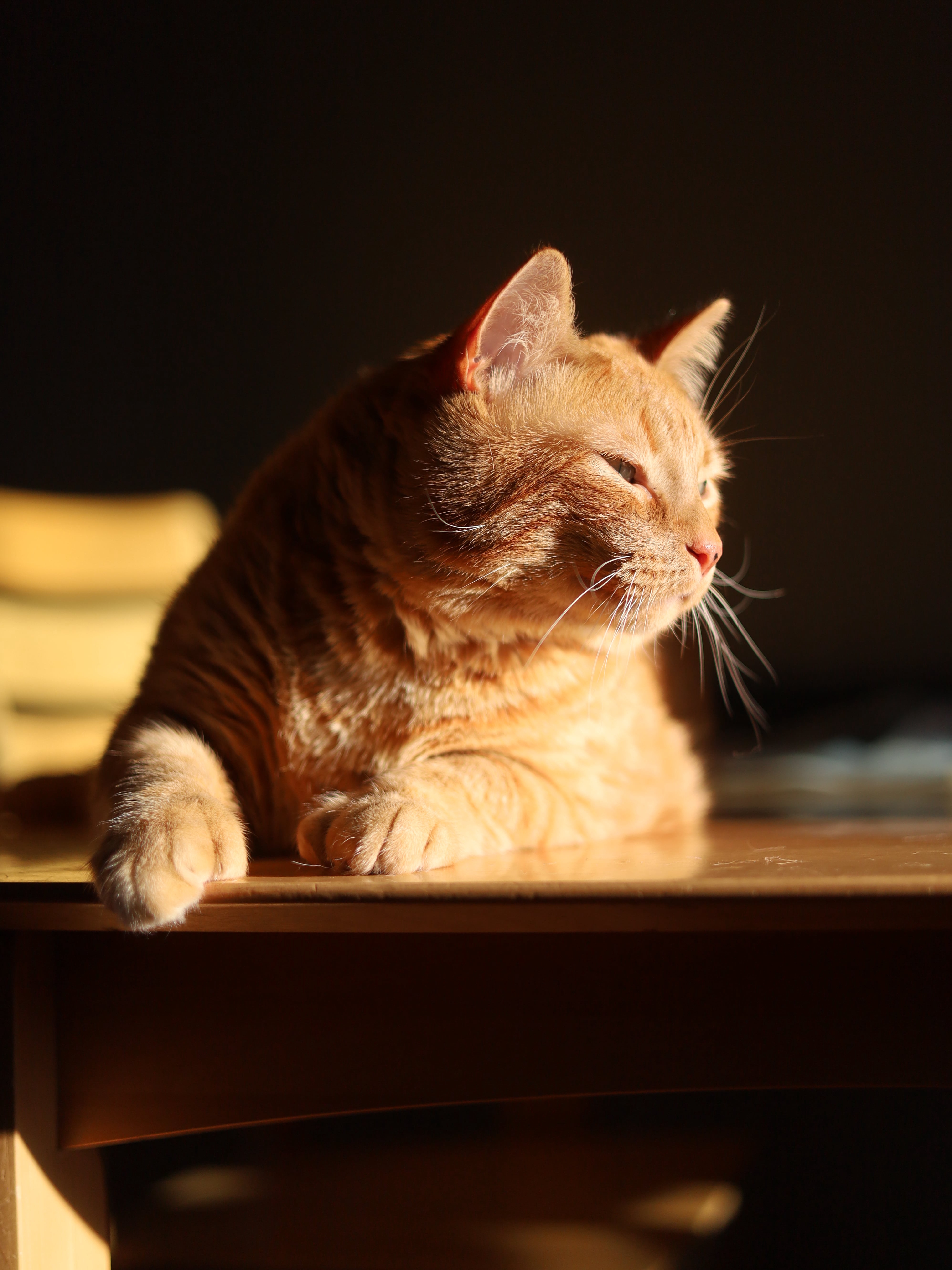 My Cat Thinks Sunbeams Are Portals to Heaven
