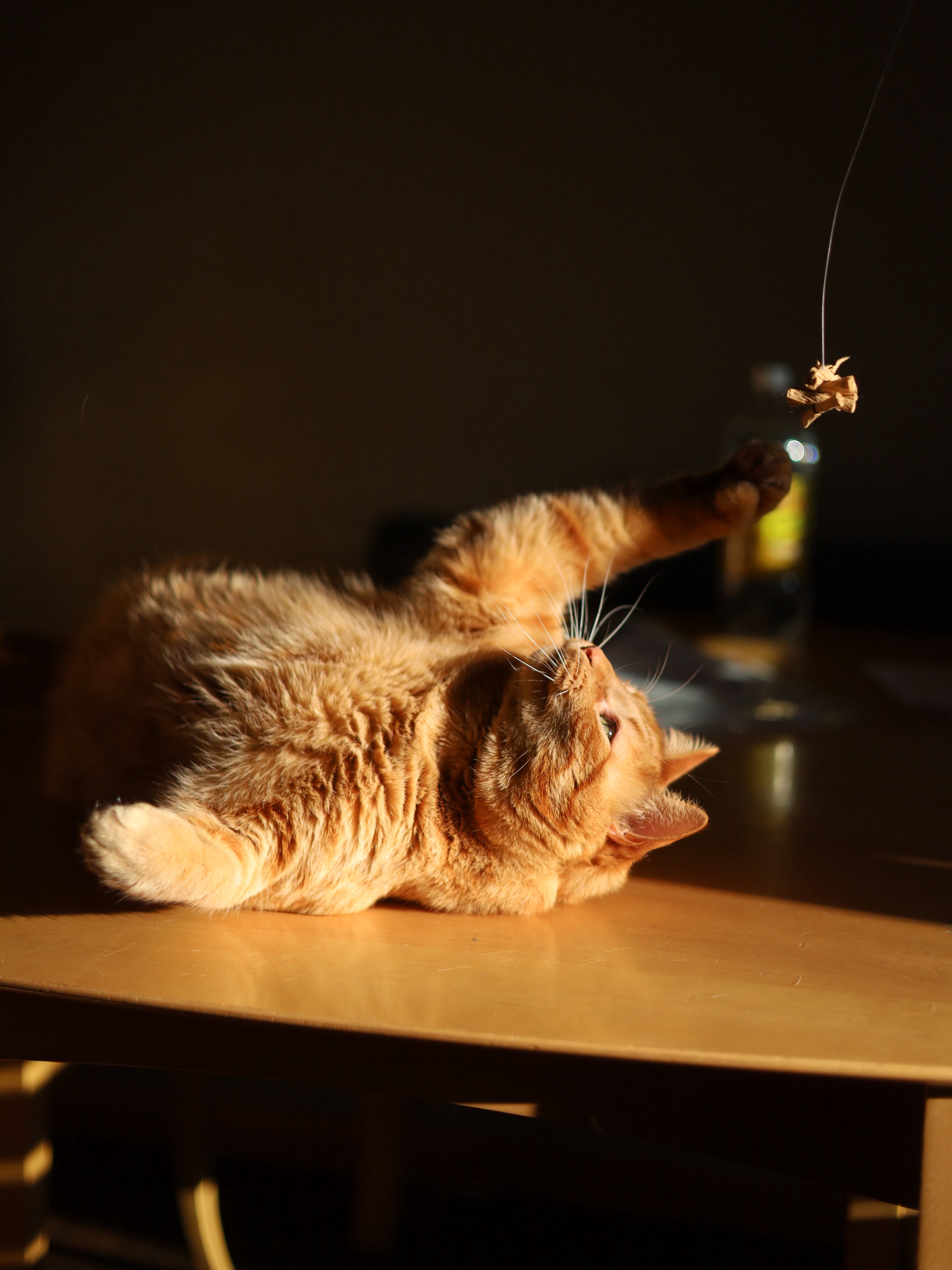 My Cat Thinks Sunbeams Are Portals to Heaven