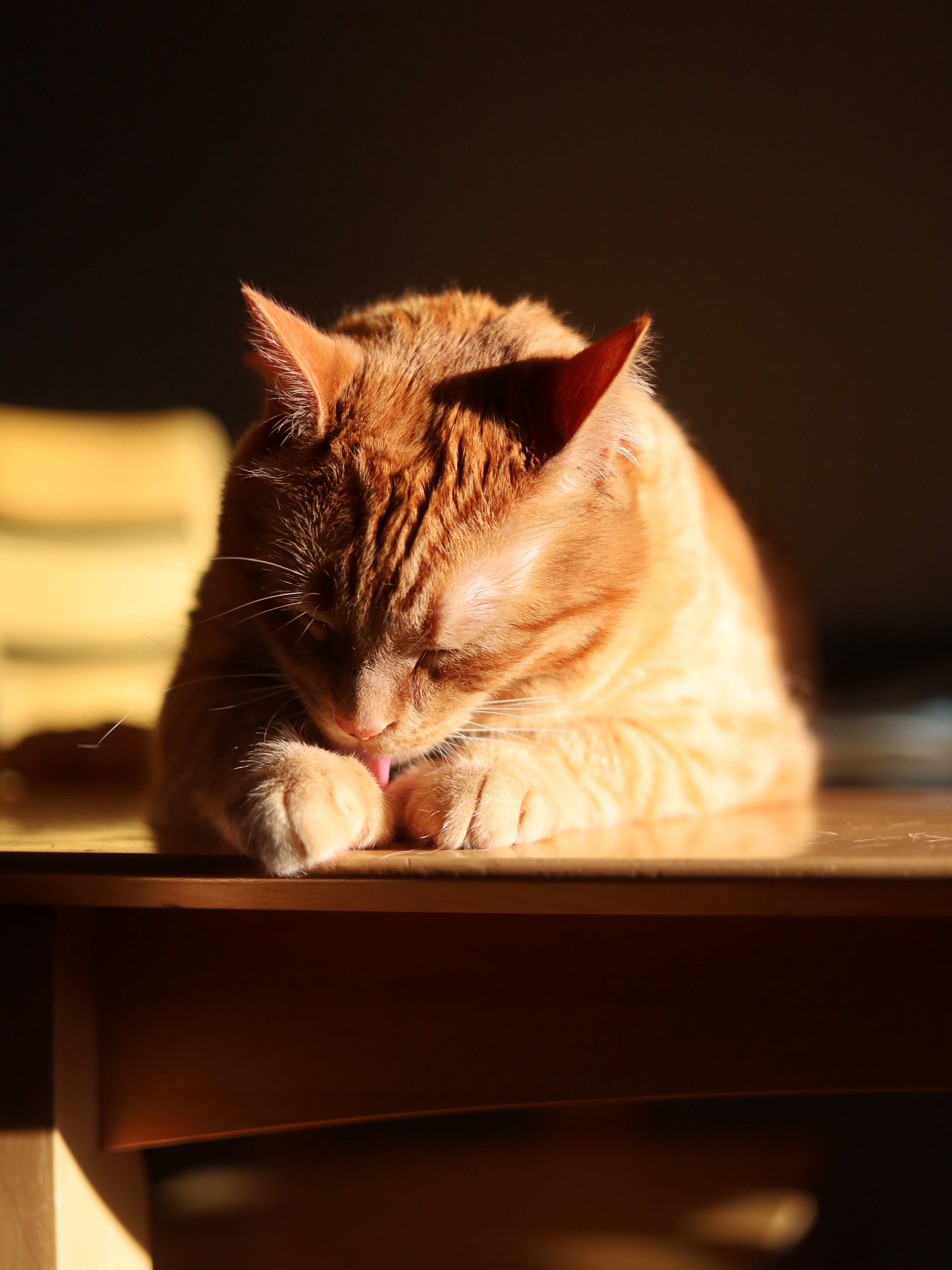 My Cat Thinks Sunbeams Are Portals to Heaven