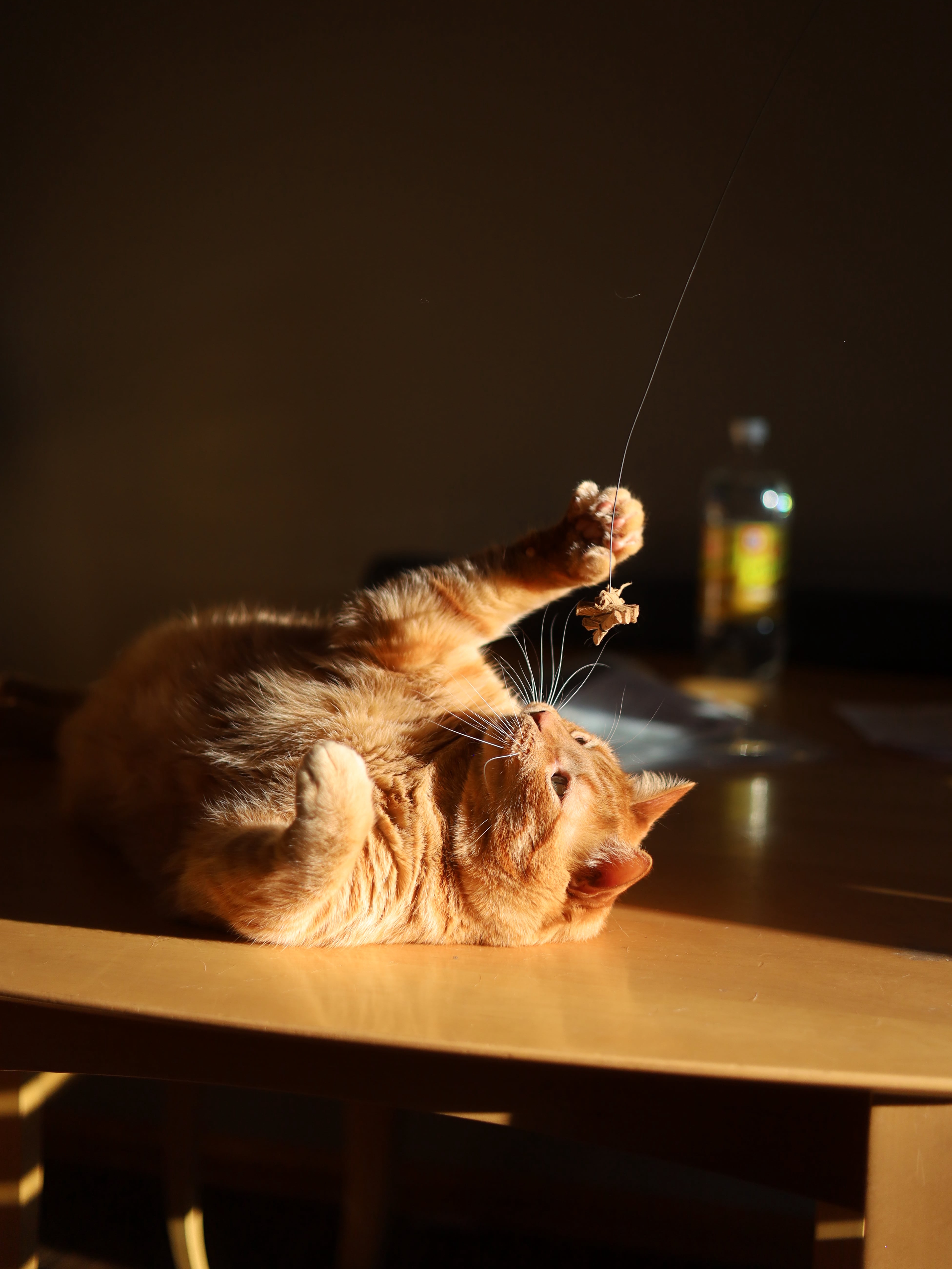 My Cat Thinks Sunbeams Are Portals to Heaven