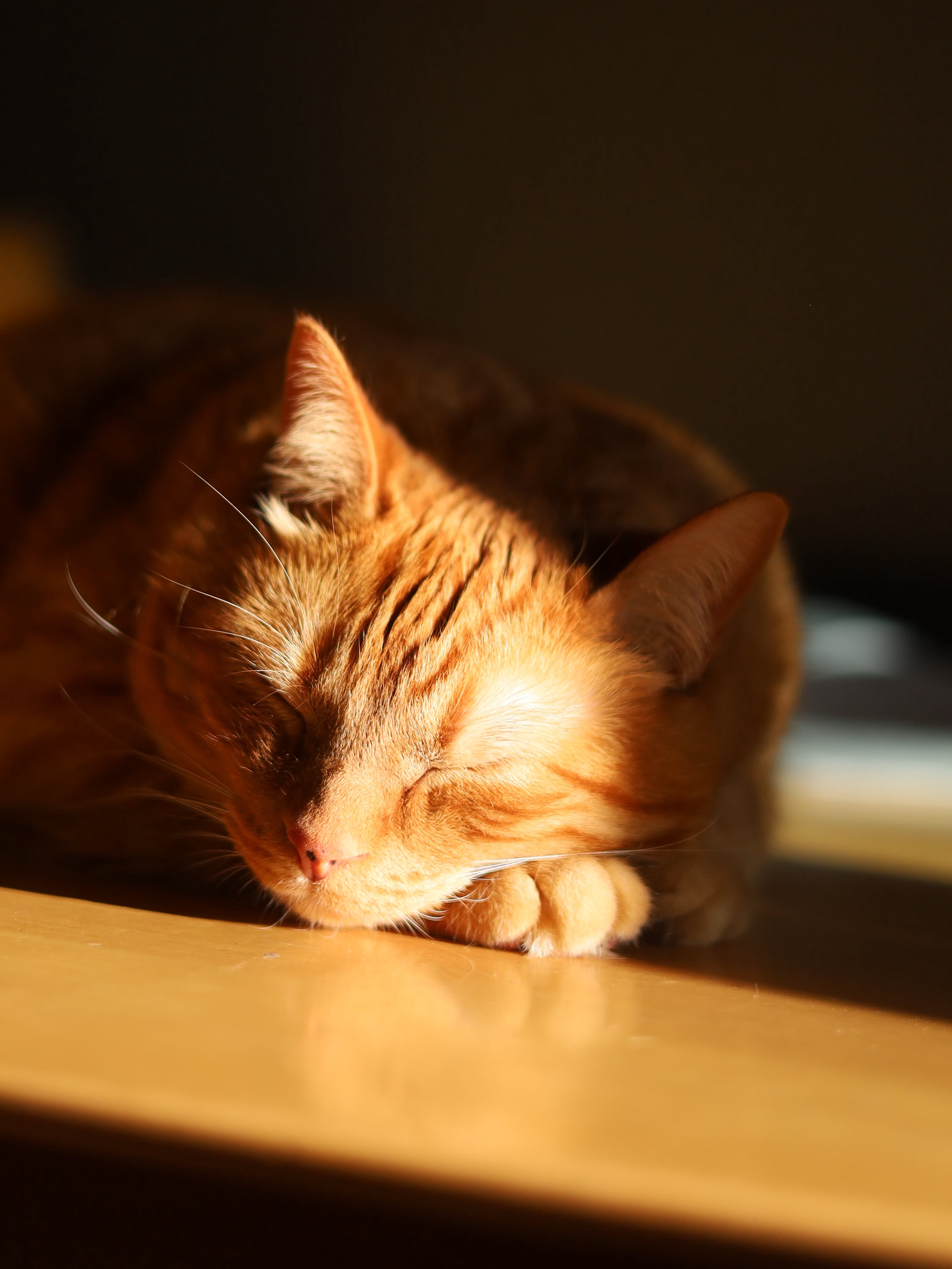 My Cat Thinks Sunbeams Are Portals to Heaven
