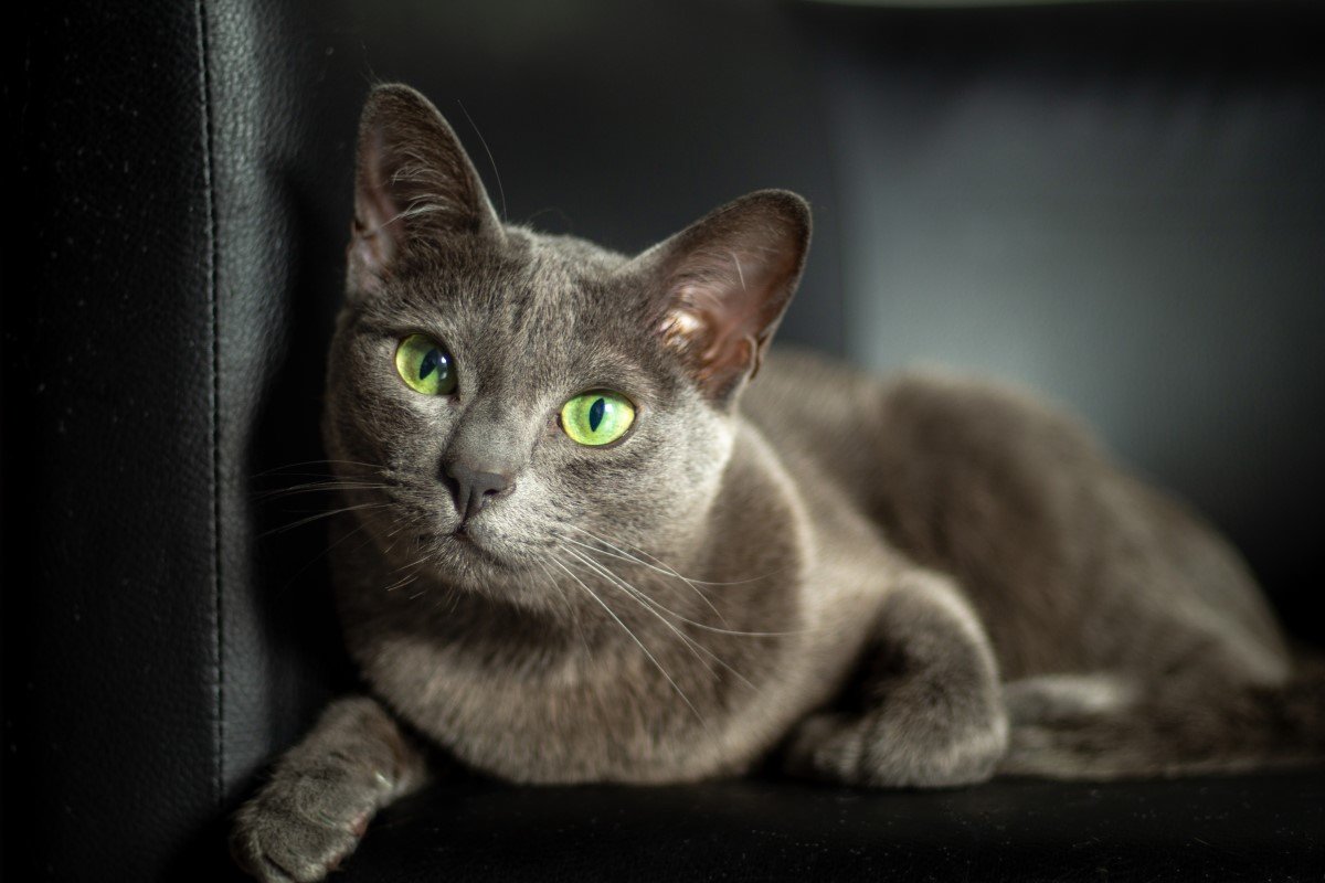Is My Cat a Korat or Just a Diva?
