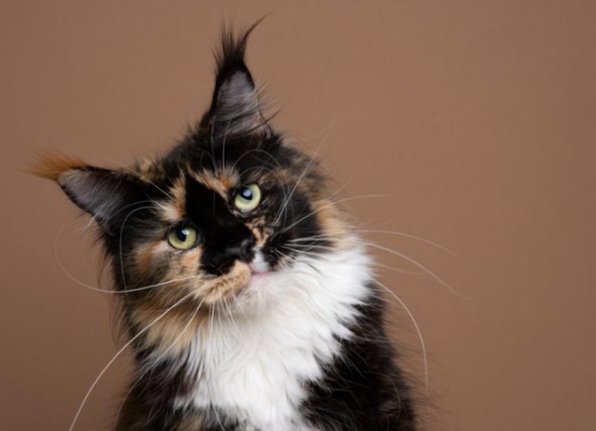 My Cat's Head Tilt Scared Me to Death