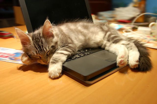 How to Politely Evict Your Cat Napper