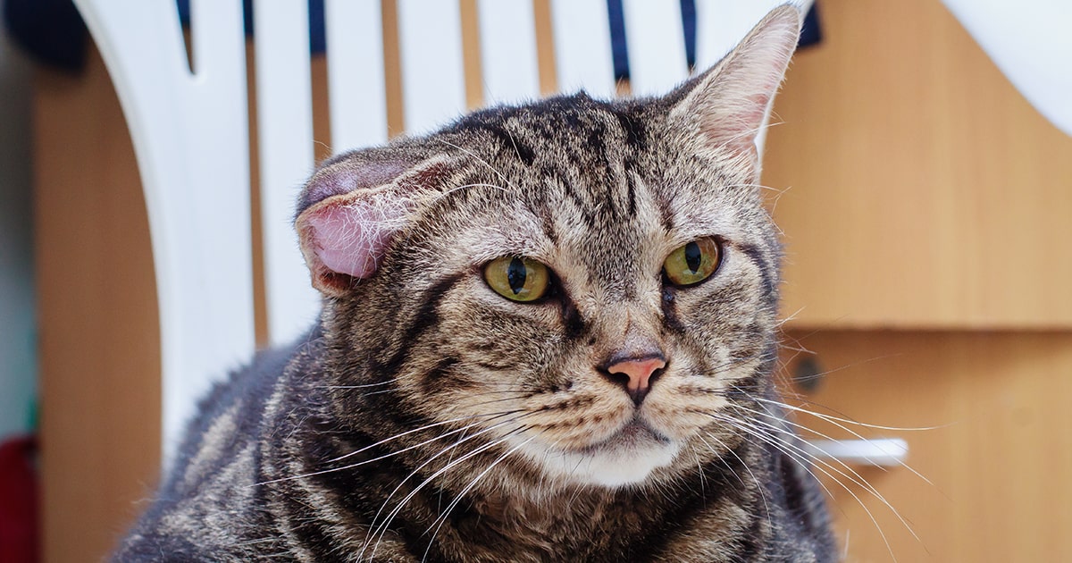 My Cat’s Ear Blew Up Like a Balloon