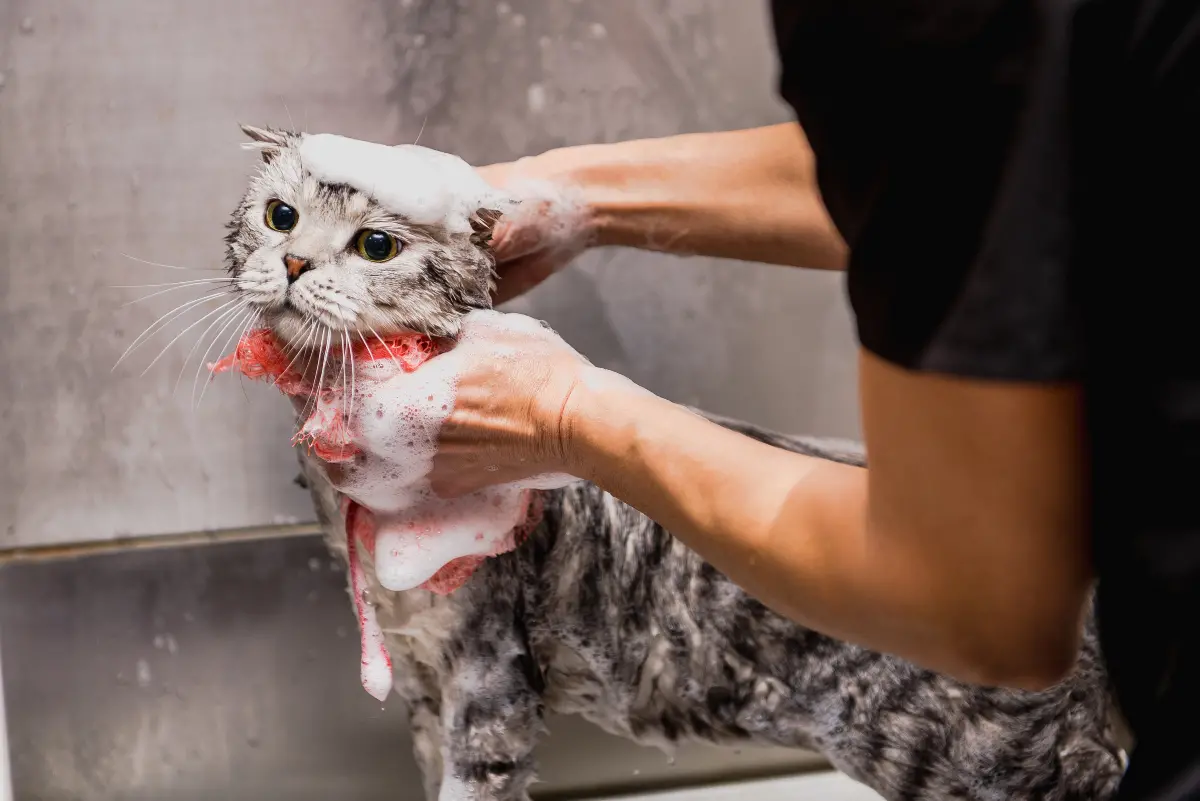 When Your Cat Stops Grooming: Survival Guide