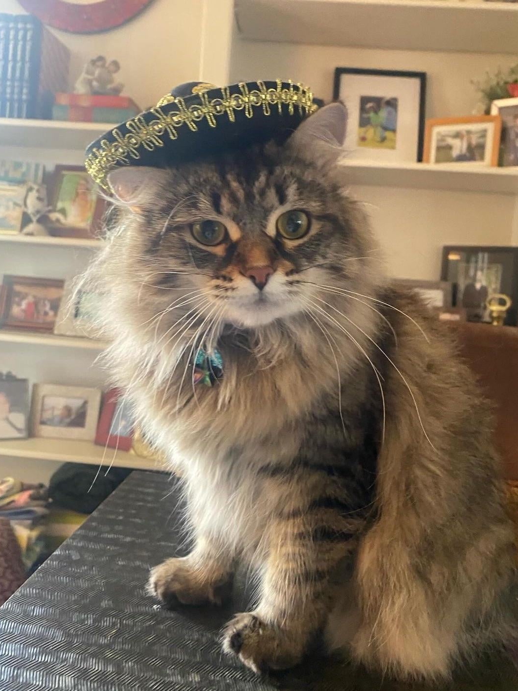 My Dog Hated Cats—Now They’re Besties