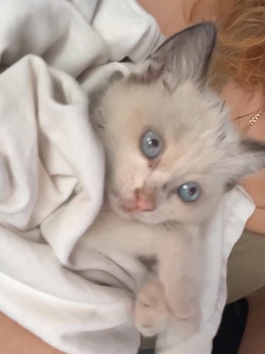 Unexpected Rescue: Gas Station Cat Chaos