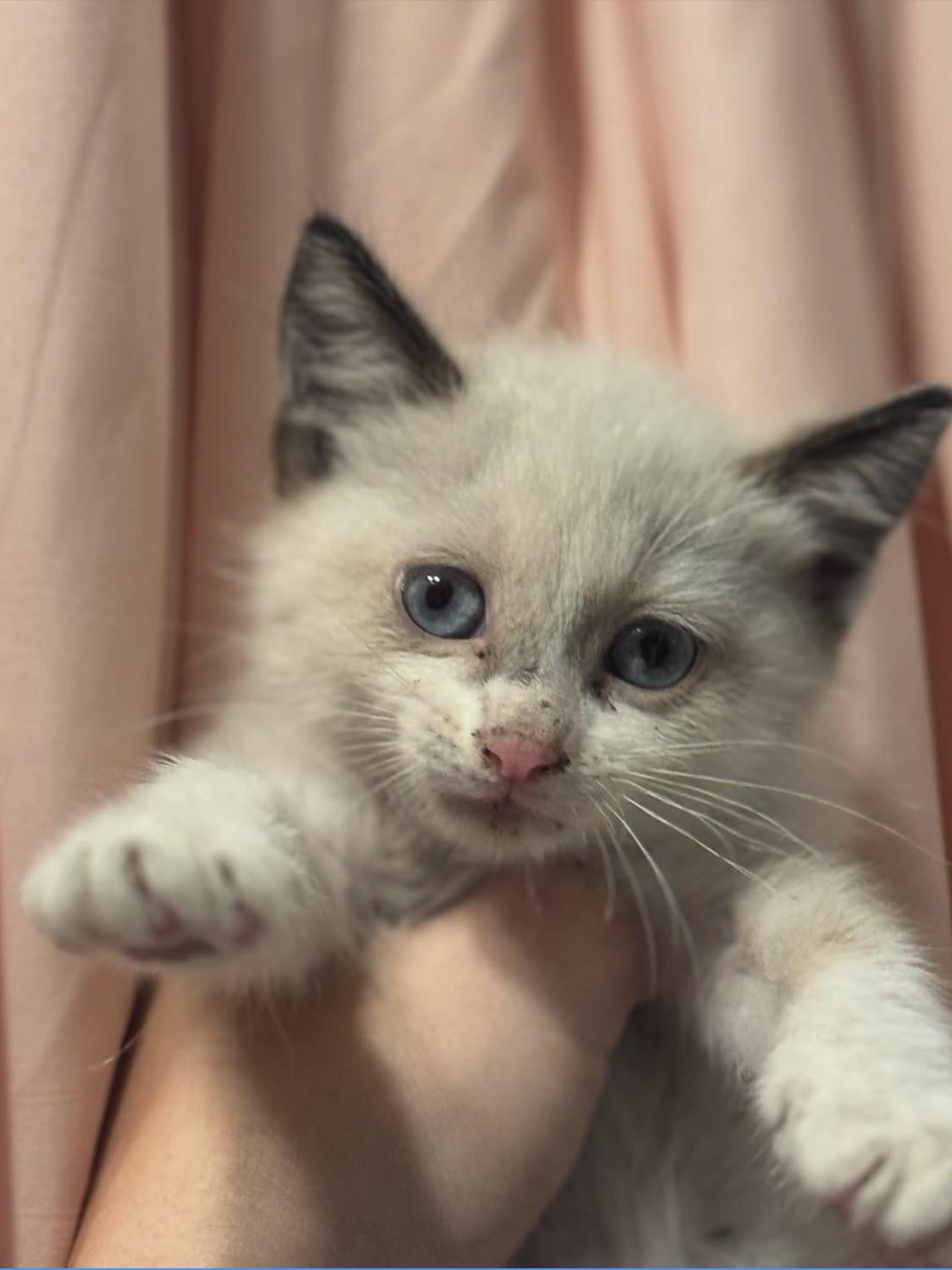 Unexpected Rescue: Gas Station Cat Chaos