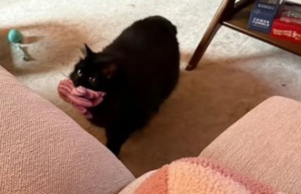 My Cat: The Unexpected Retriever