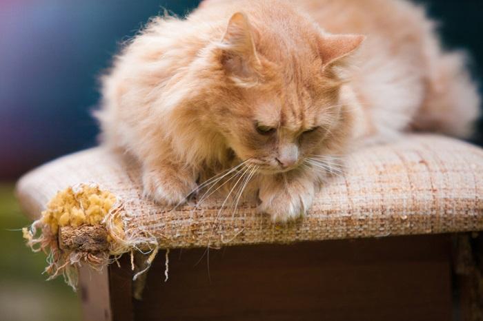 Are Cats Really That Chaotic?