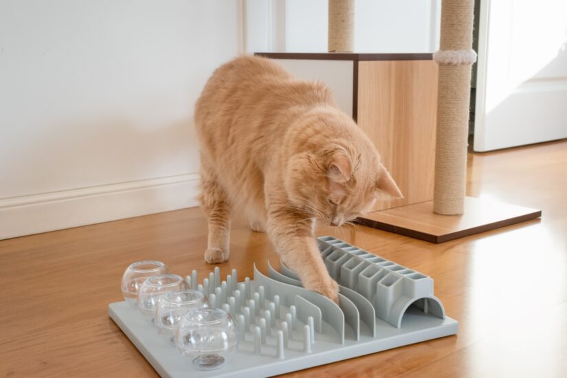 My Cat Eats Like a Vacuum—Help!