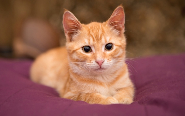 Is Your Cat a Tabby? Here’s How to Tell