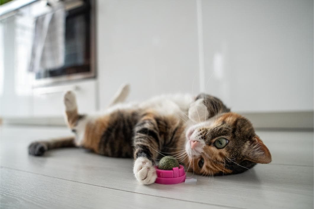 Catnip: The Feline Party Drug Guide