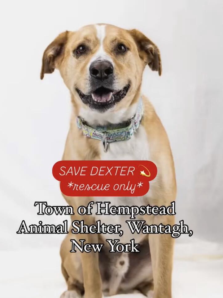 Dexter’s Still Waiting After 5 Returns 😢