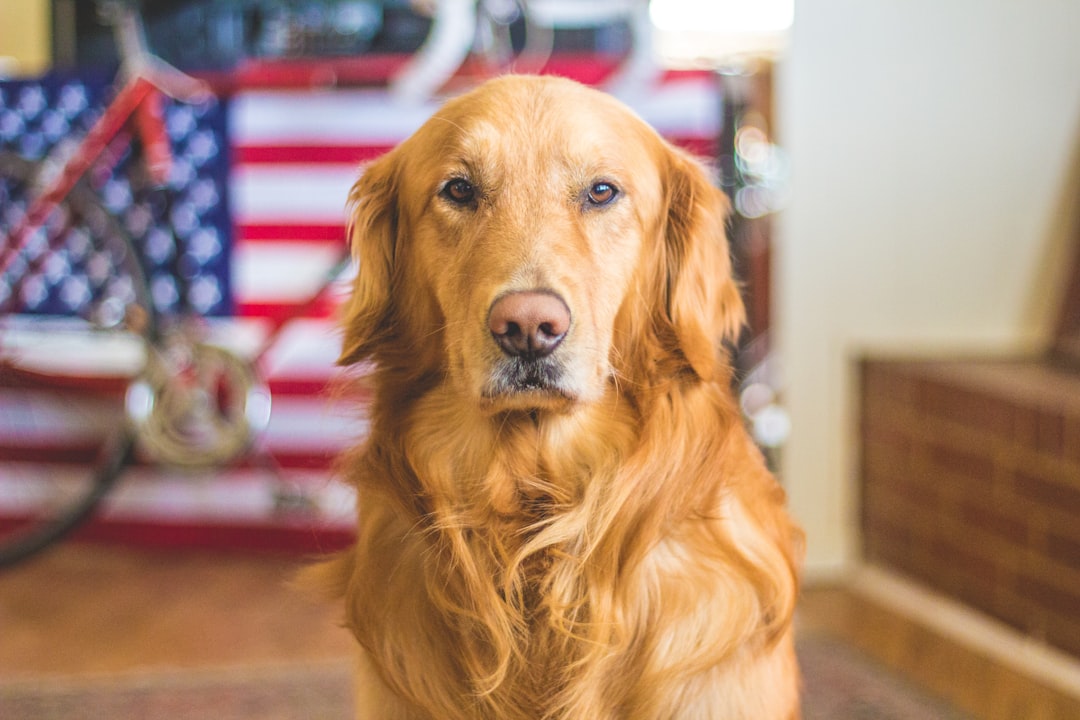 My Dog Growled at My Niece—Now My Brother Wants Him Gone?!