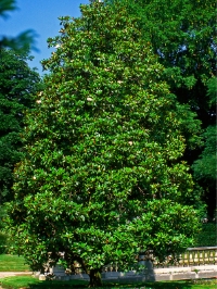 Magnolias, Mockingbirds, and the Surprising Inventions of Mississippi
