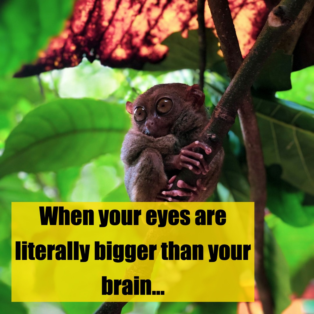 👀 Meet the Big-Eyed Wonder of the Night!
