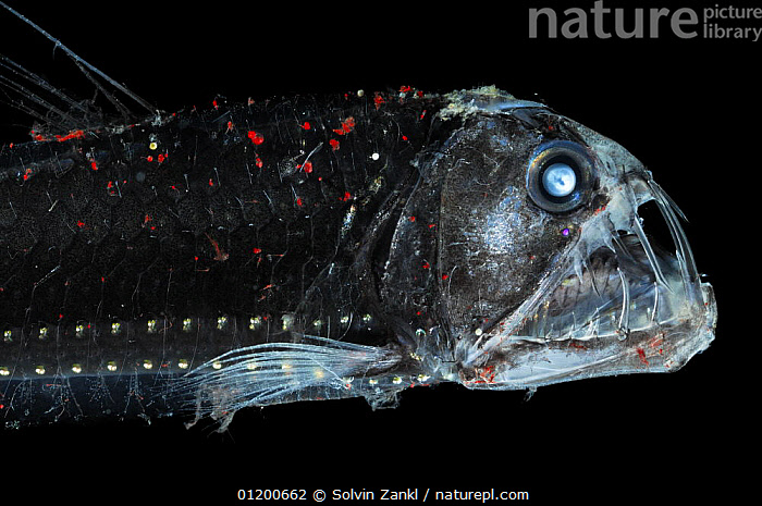 💀 Nightmare Fuel from 2,000 Meters Deep