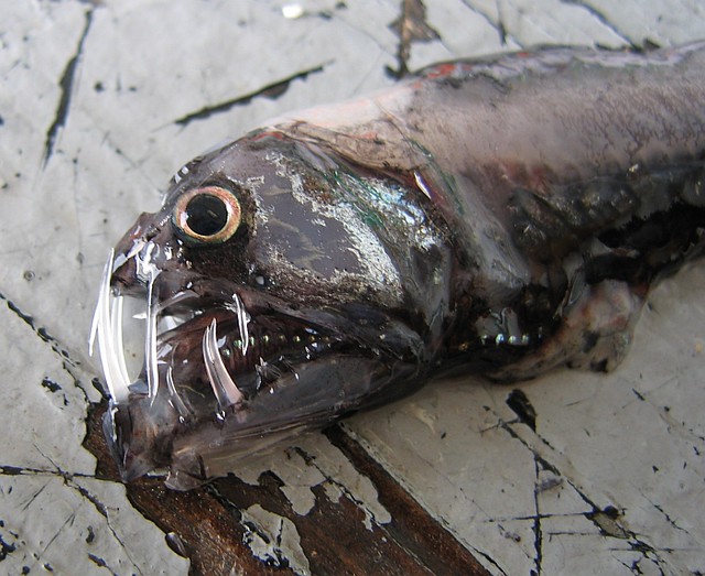💀 Nightmare Fuel from 2,000 Meters Deep