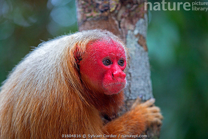 🍅 Why So Red? Meet the Bald Uakari!