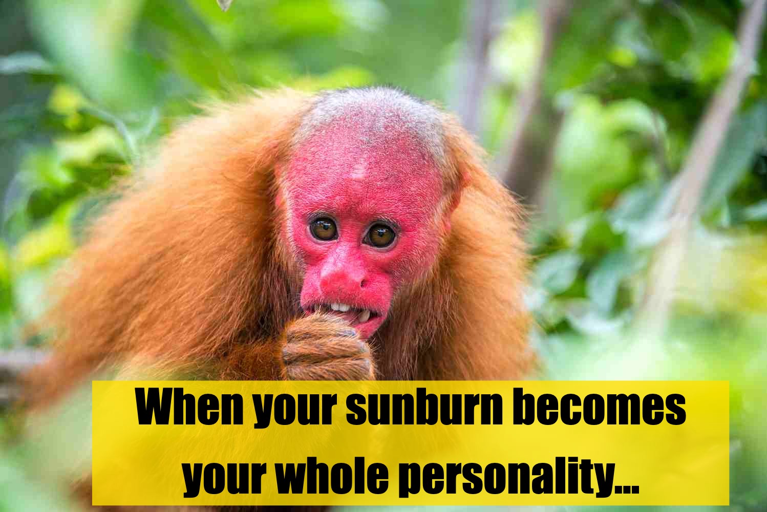 🍅 Why So Red? Meet the Bald Uakari!