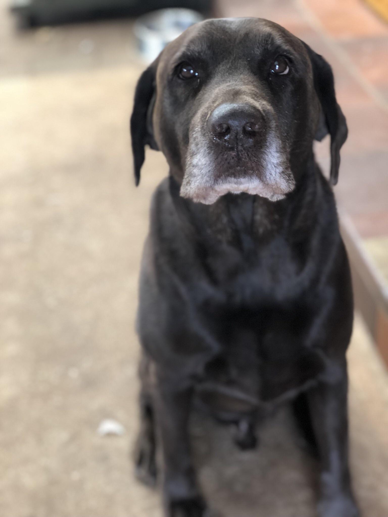 Who Wore It Better: My Gray Hair or My Dog’s Muzzle?