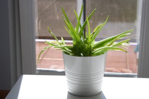 My Aloe Plant Was Dying—Here’s What Fixed It