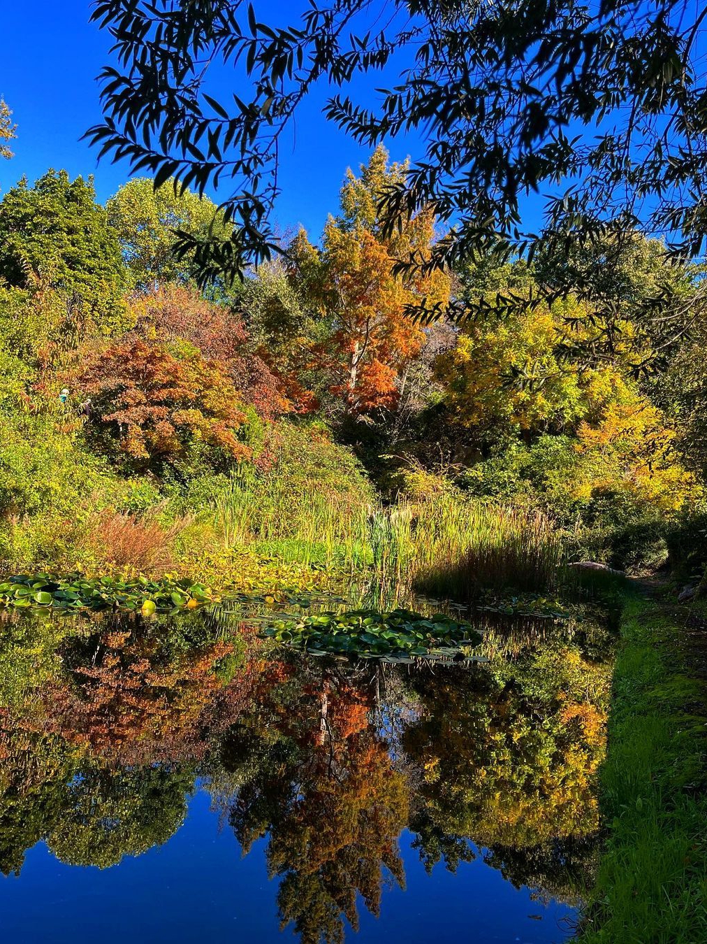 Sonoma Botanical Gardens - A Hidden Gem in Napa and Sonoma County! 