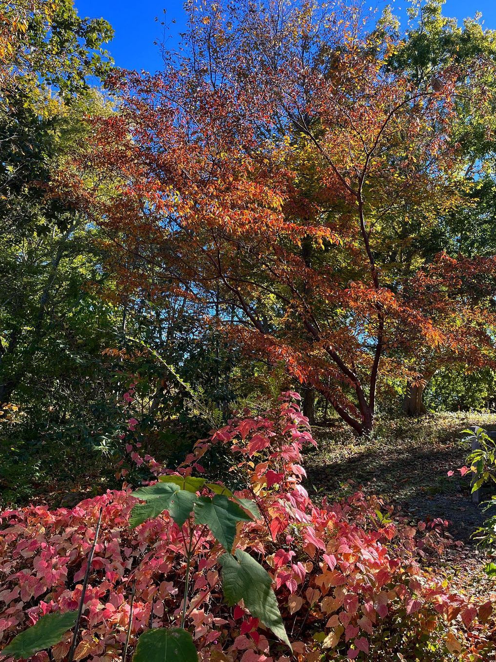 Sonoma Botanical Gardens - A Hidden Gem in Napa and Sonoma County! 