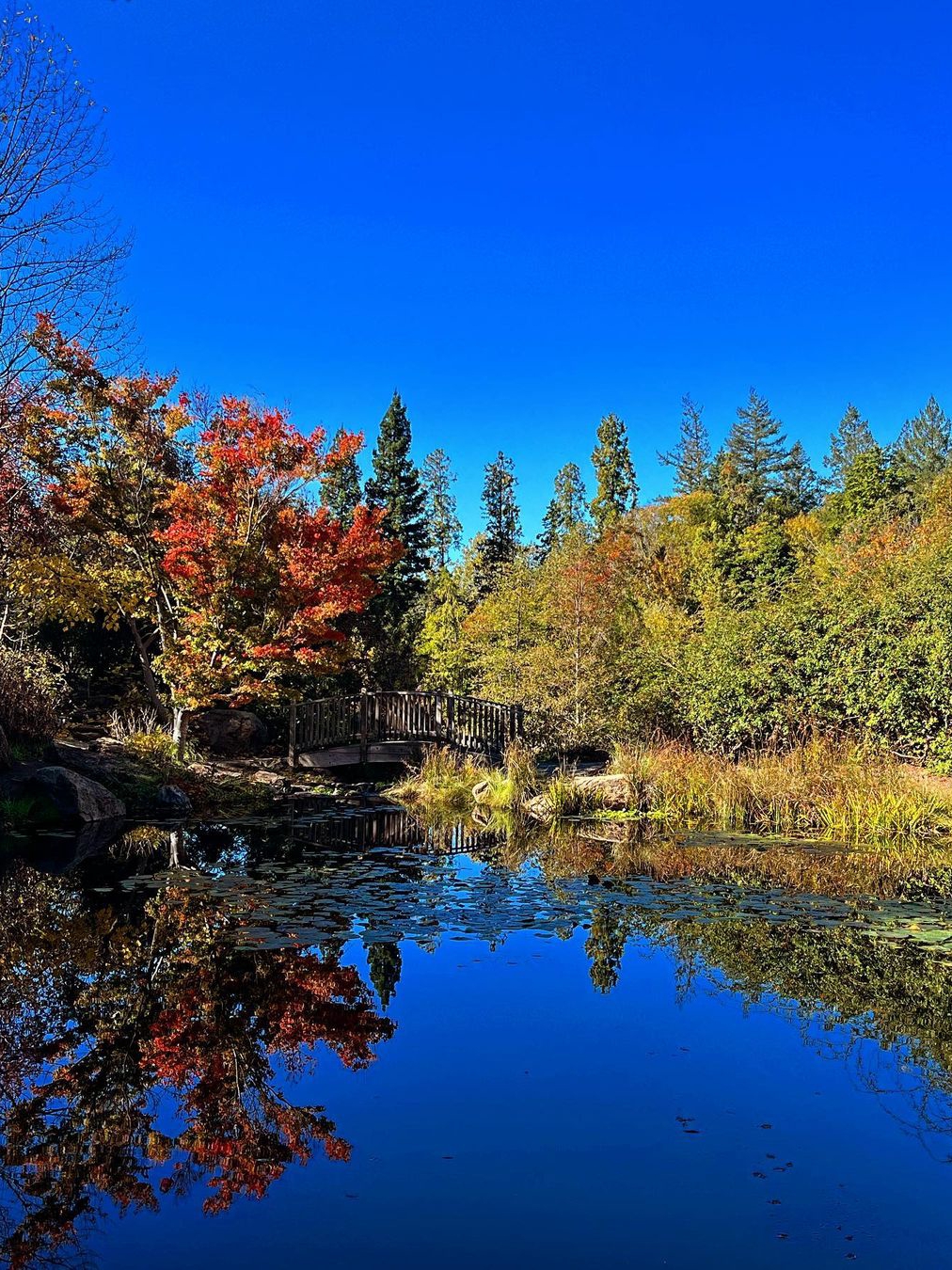 Sonoma Botanical Gardens - A Hidden Gem in Napa and Sonoma County! 