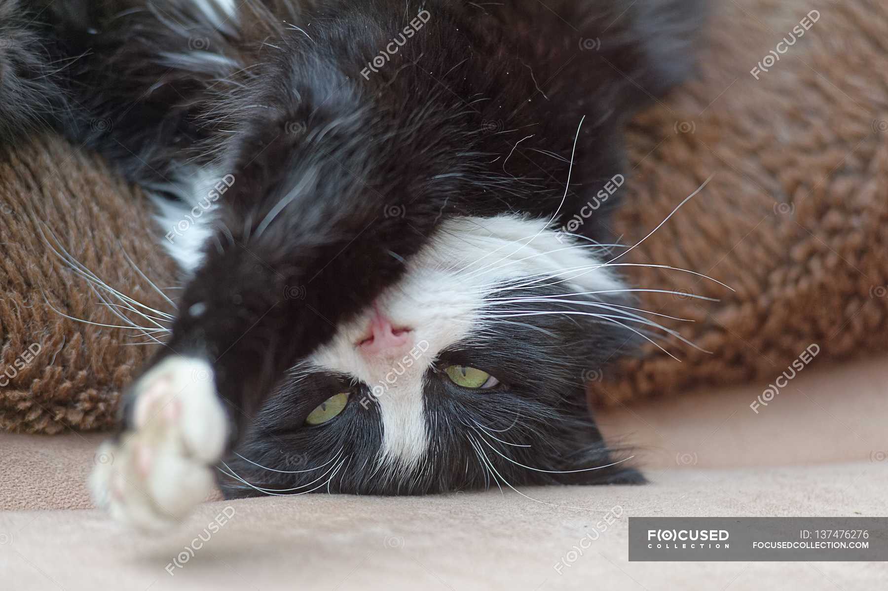 My Cat Just Unlocked a New Level of Adorable