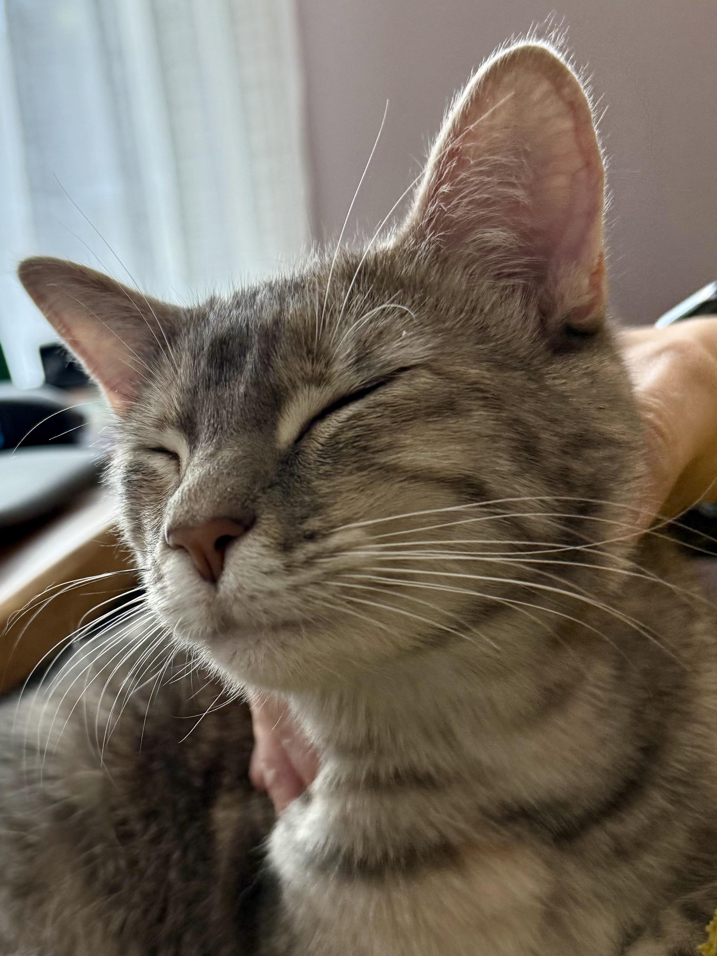 My Cat’s Smile Is My Daily Therapy