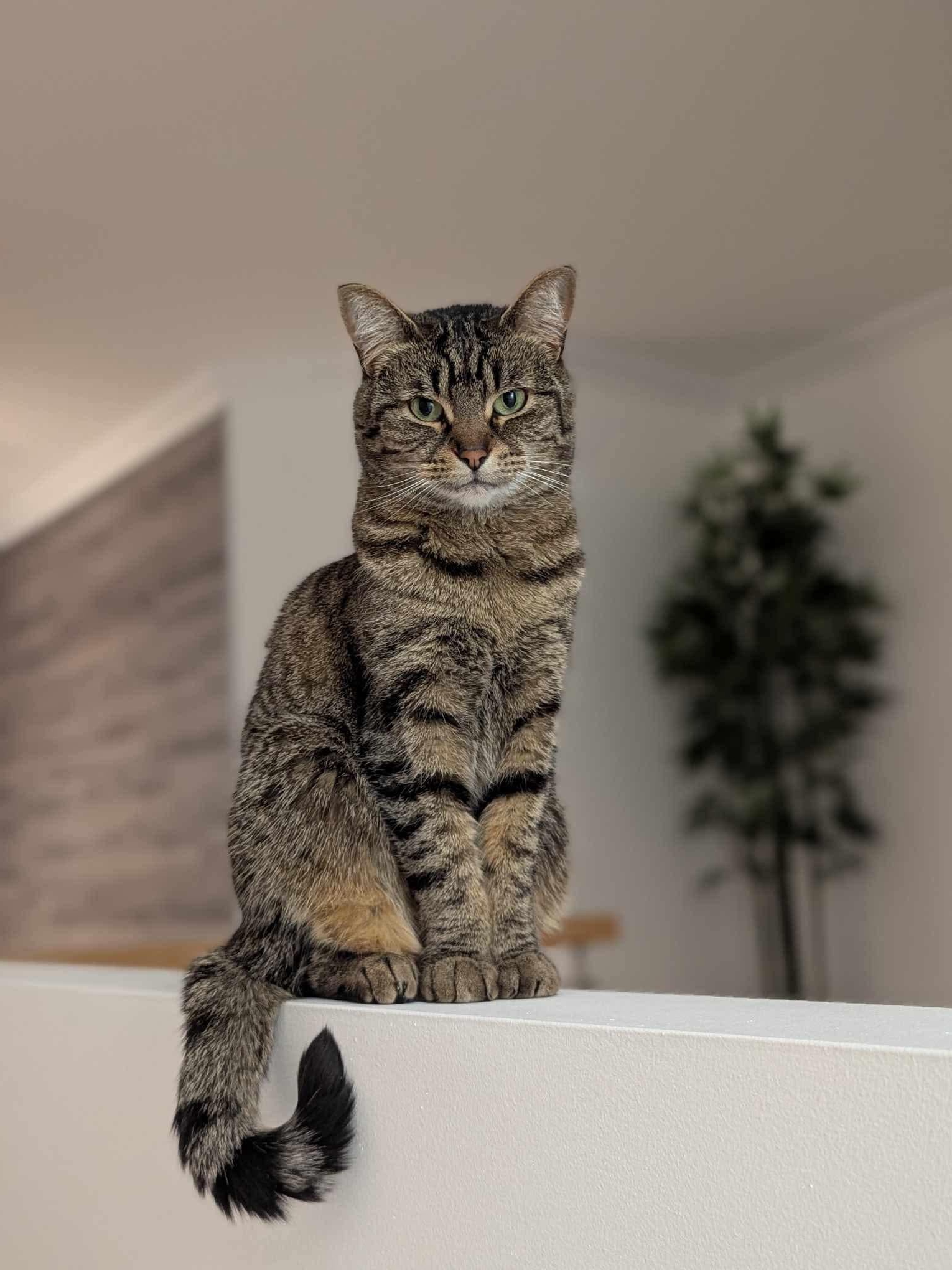 When Your Cat Thinks She's Royalty
