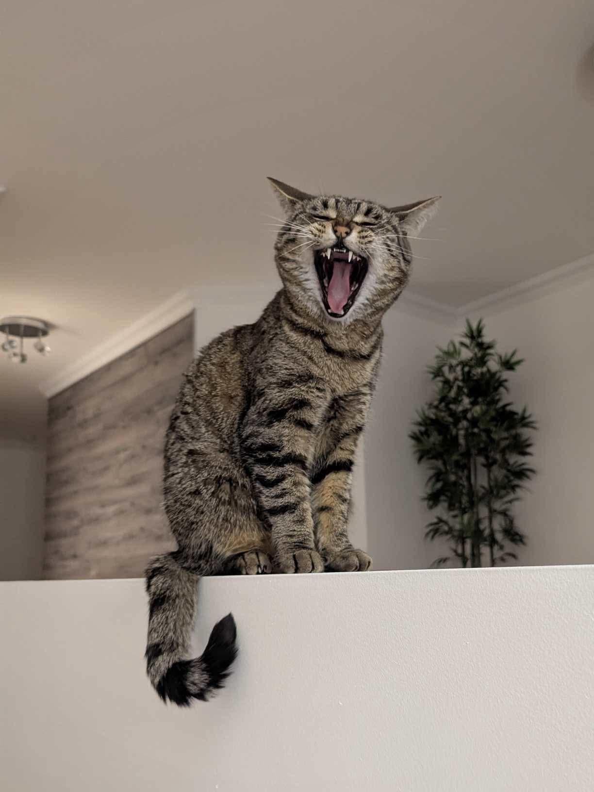 When Your Cat Thinks She's Royalty