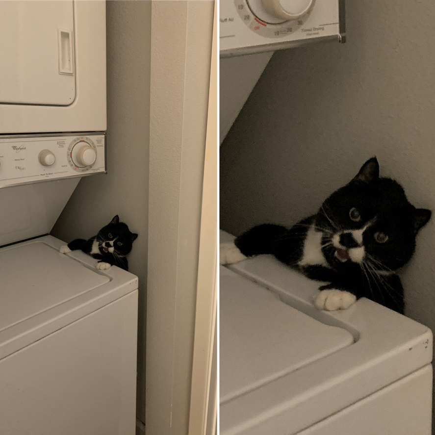 Why Do Cats Pick the Worst Timing?