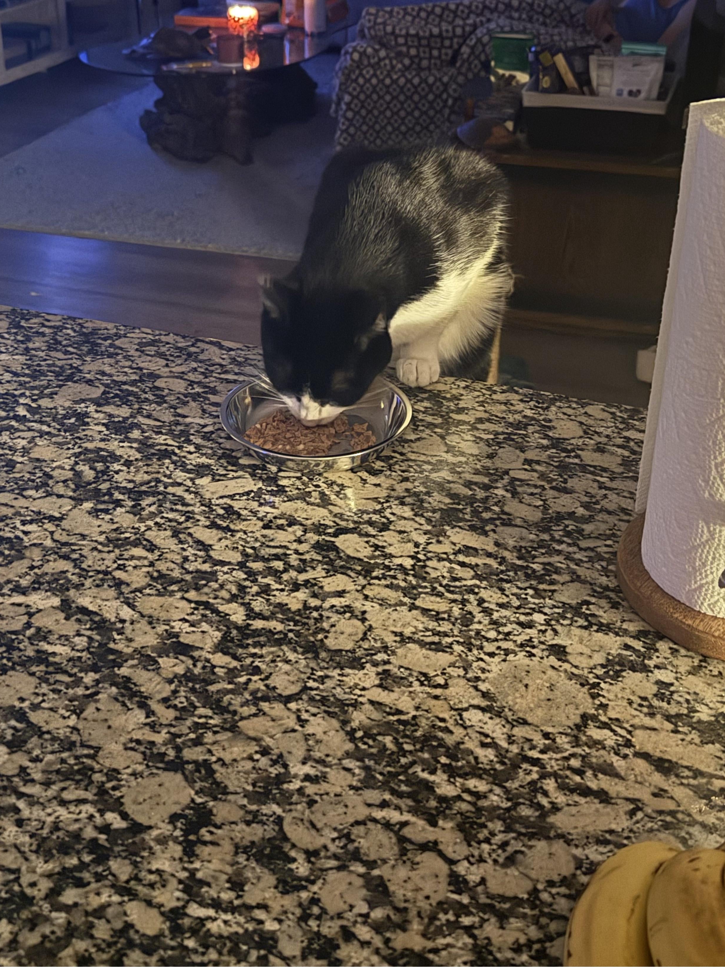 My Cat Thinks He's a Food Critic