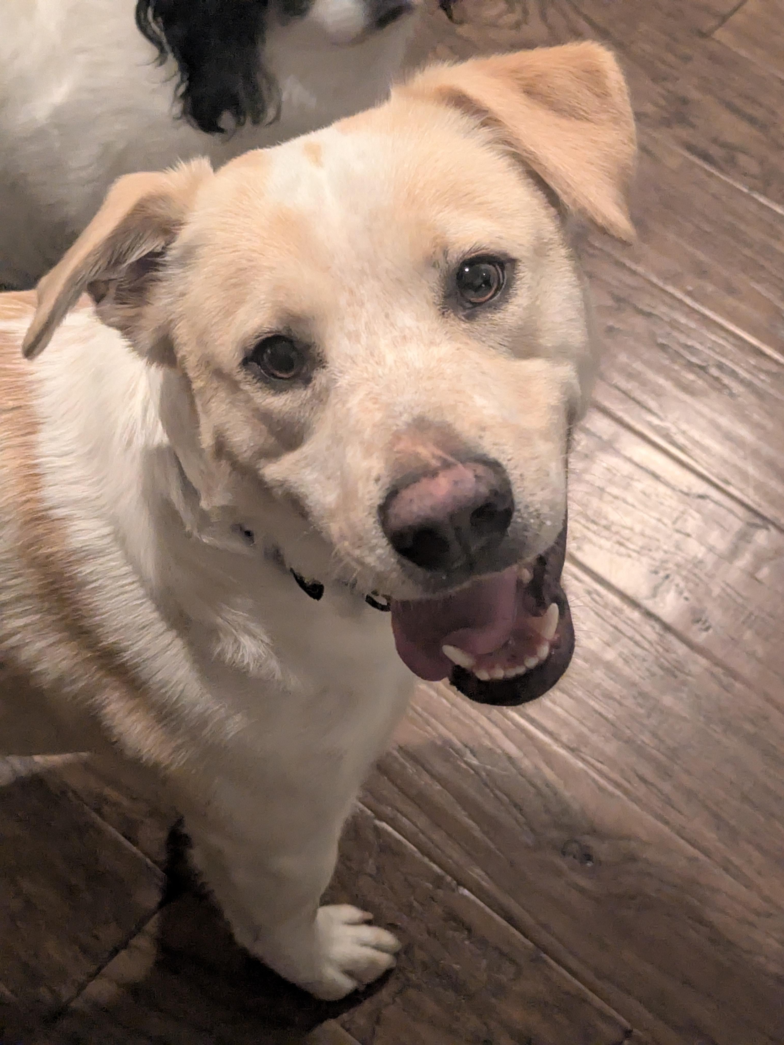When Your Dog Discovers His Goofy Side