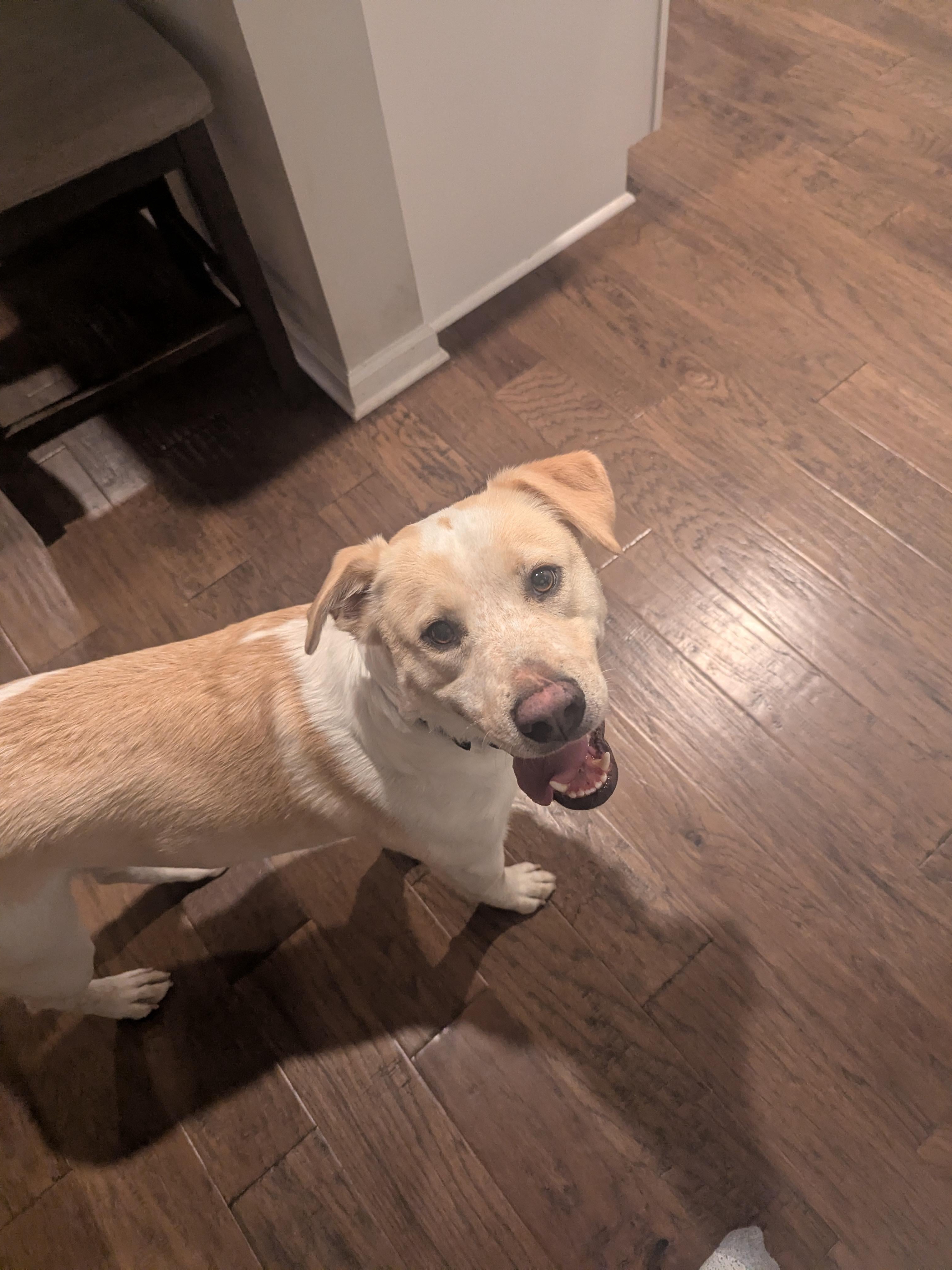 When Your Dog Discovers His Goofy Side